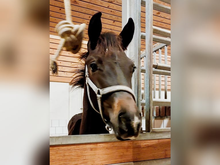 Warmblood danés Semental Potro (05/2025) 172 cm Castaño oscuro in Horsens