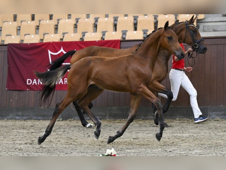 Warmblood danés Semental Potro (04/2025) Castaño in Glamsbjerg