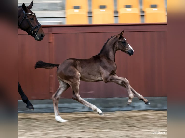 Warmblood danés Semental Potro (06/2026) Negro in Viborg
