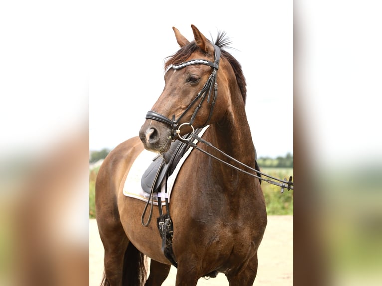 Warmblood danés Yegua 10 años 166 cm Red Dun/Cervuno in Gislev