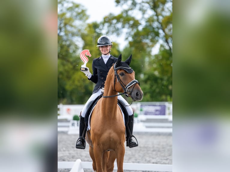 Warmblood danés Yegua 10 años 173 cm Alazán in Przegędza