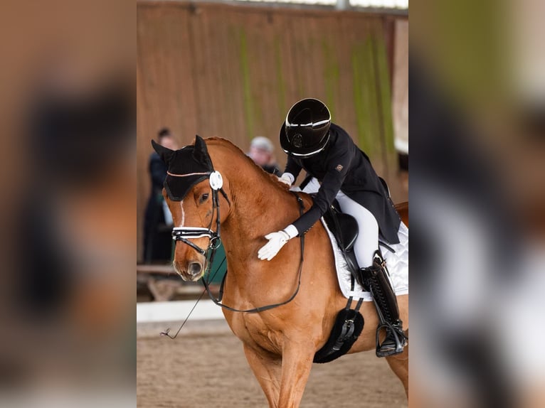 Warmblood danés Yegua 10 años 173 cm Alazán in Przegędza