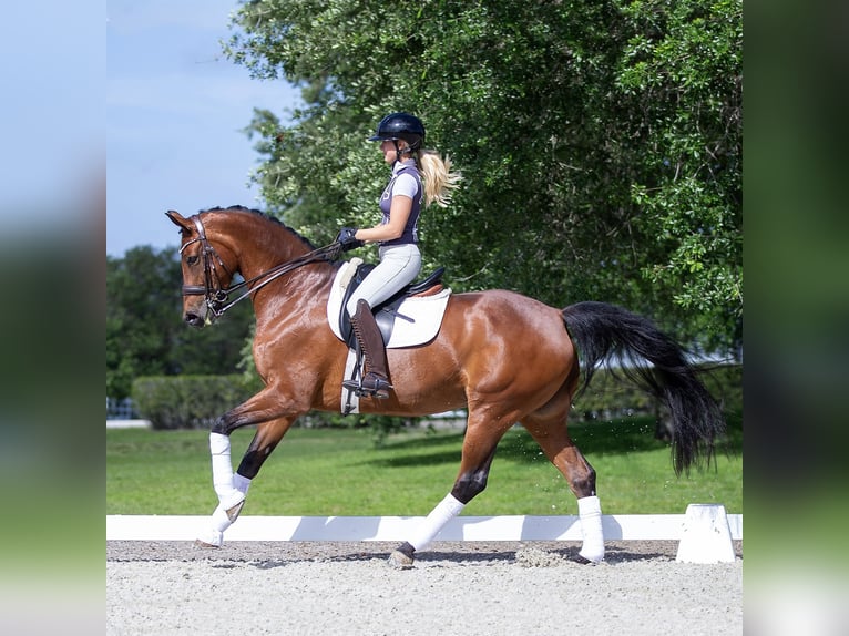 Warmblood danés Yegua 11 años 163 cm Castaño in Califon New Jersey