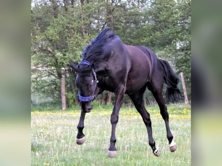 Warmblood danés Yegua 11 años 175 cm Negro in Vesthimmerland, Aalborg