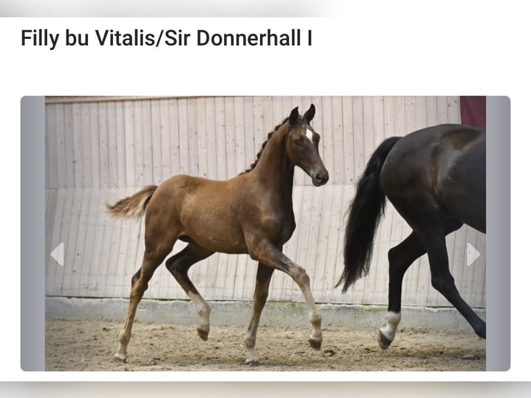 Warmblood danés Yegua 12 años 167 cm Negro in Aabenraa