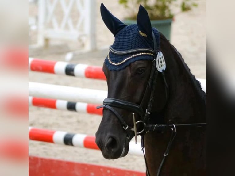 Warmblood danés Yegua 12 años 168 cm Castaño oscuro in Mettmann