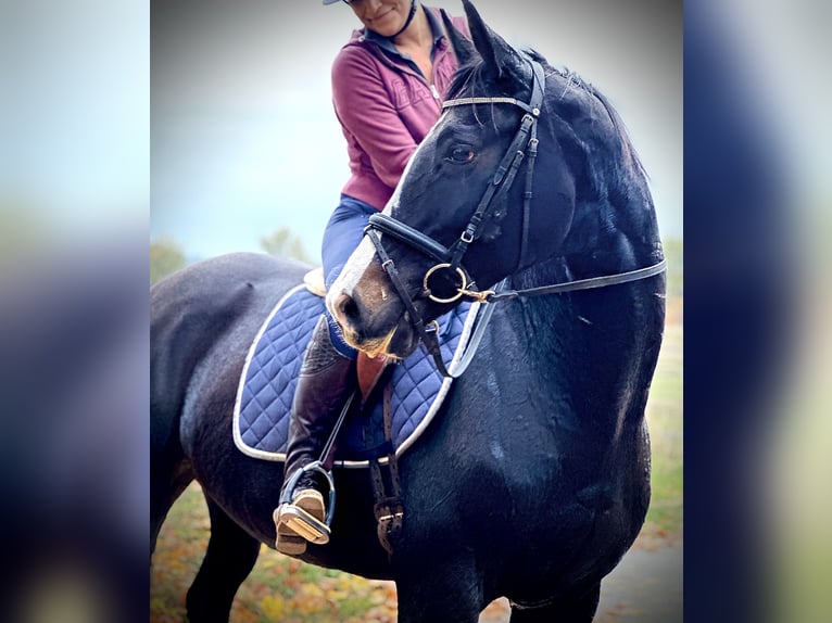 Warmblood danés Yegua 13 años 168 cm Castaño oscuro in Helsingborg