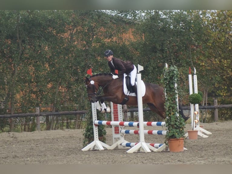 Warmblood danés Yegua 15 años 150 cm Castaño in Hamburg
