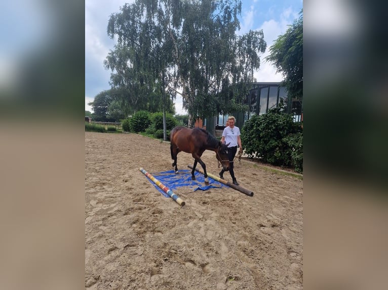 Warmblood danés Yegua 15 años 150 cm Castaño in Hamburg