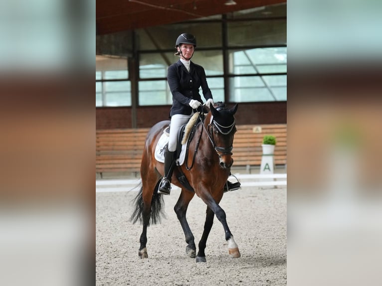 Warmblood danés Yegua 15 años 150 cm Castaño in Hamburg