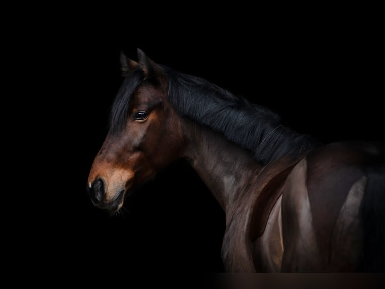 Warmblood danés Yegua 15 años 150 cm Castaño in Hamburg