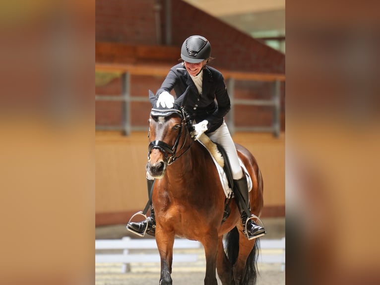 Warmblood danés Yegua 15 años 150 cm Castaño in Hamburg