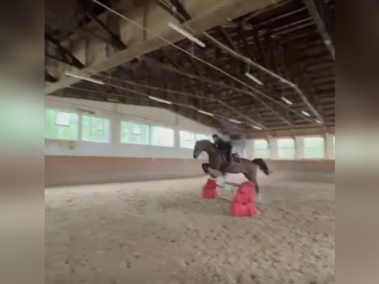 Warmblood danés Yegua 16 años 164 cm Castaño in Baden-Baden