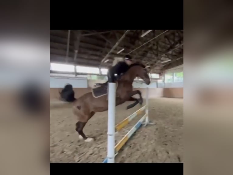 Warmblood danés Yegua 16 años 164 cm Castaño in Baden-Baden