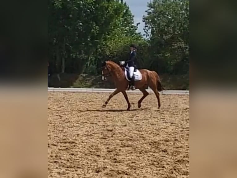 Warmblood danés Yegua 17 años 165 cm Alazán in Hoogstede