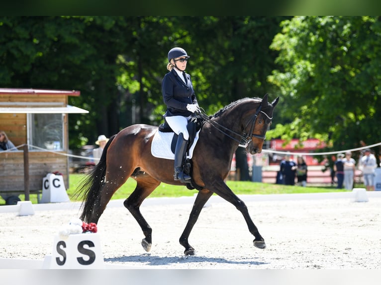 Warmblood danés Yegua 17 años 172 cm Castaño oscuro in Kamieniec Wrocławski