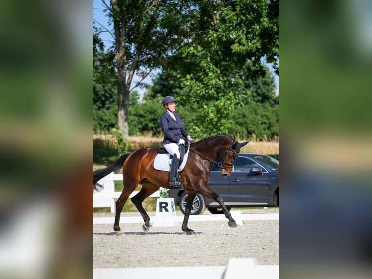 Warmblood danés Yegua 17 años 172 cm Castaño oscuro in Kamieniec Wrocławski