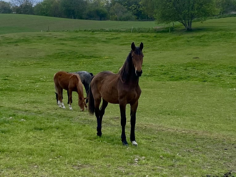 Warmblood danés Yegua 1 año 170 cm Castaño in Bredebro