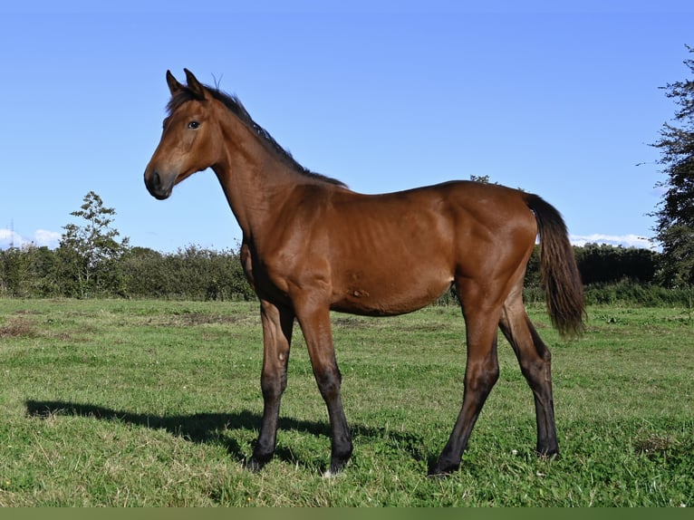 Warmblood danés Yegua 1 año 170 cm Castaño in Bredebro