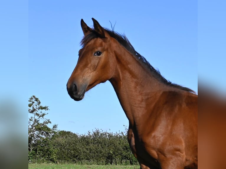 Warmblood danés Yegua 1 año 170 cm Castaño in Bredebro