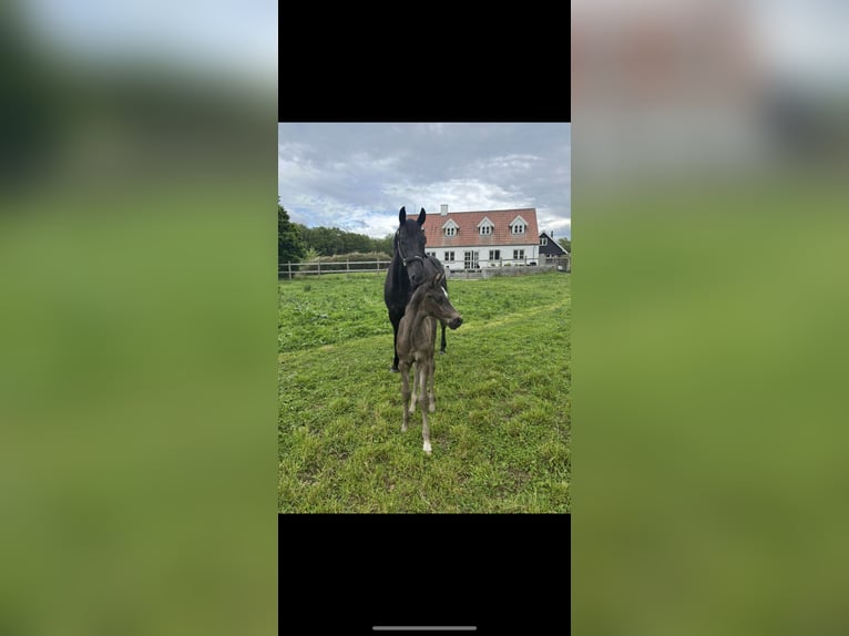 Warmblood danés Yegua 1 año 170 cm Negro in Espergærde