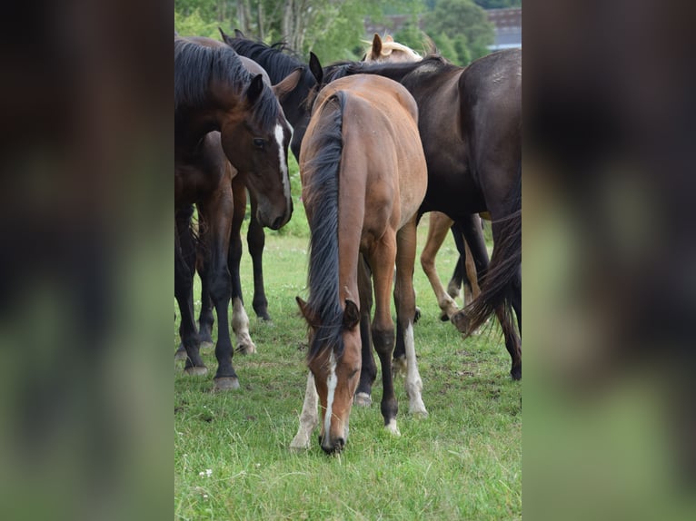 Warmblood danés Yegua 2 años 170 cm Castaño claro in Rødkærsbro