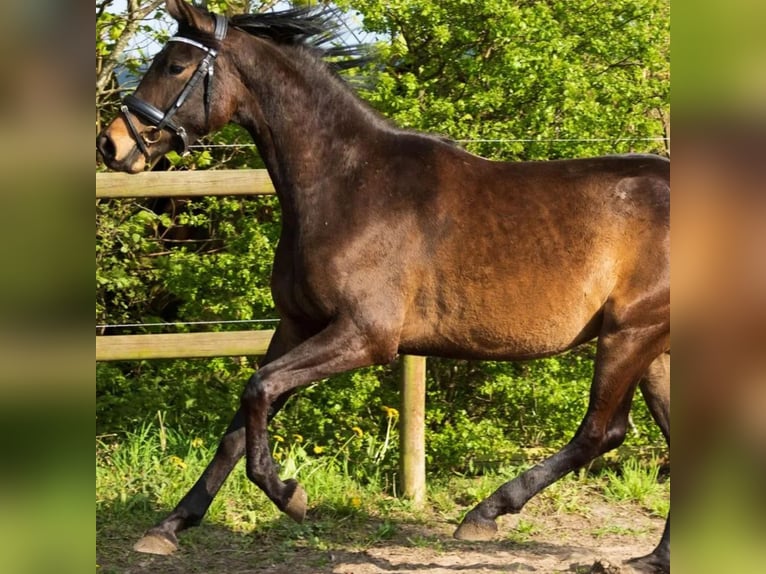 Warmblood danés Yegua 3 años 165 cm Castaño in Aalborg