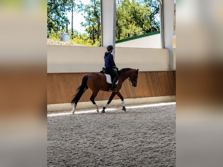 Warmblood danés Yegua 4 años 168 cm Castaño in Hérault