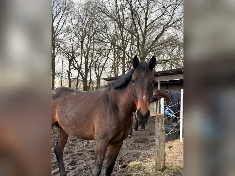 Warmblood danés Yegua 4 años 168 cm Castaño oscuro in Bremerhaven