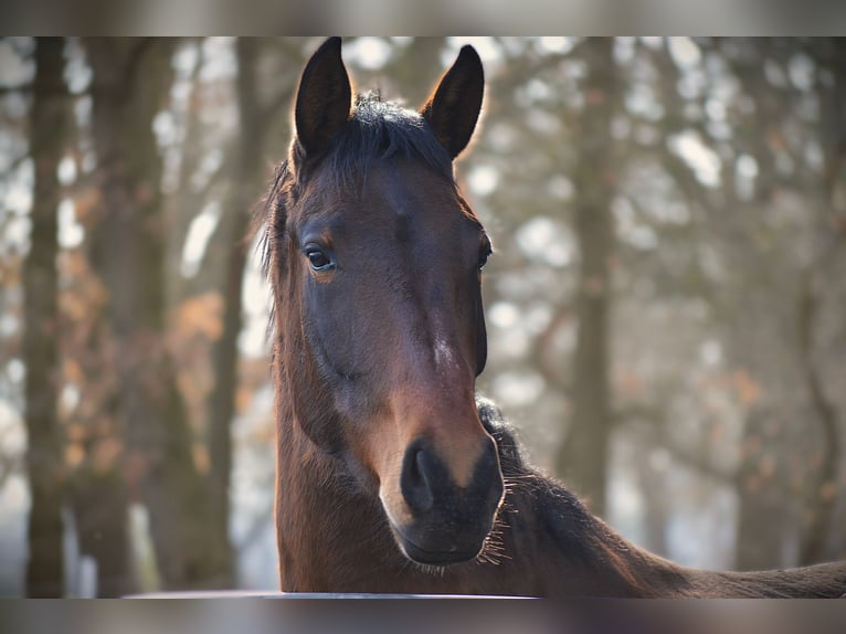 Warmblood danés Yegua 4 años 168 cm Castaño oscuro in Bremerhaven