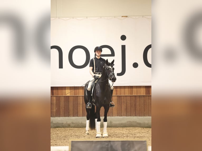 Warmblood danés Yegua 4 años 170 cm Negro in Asperup