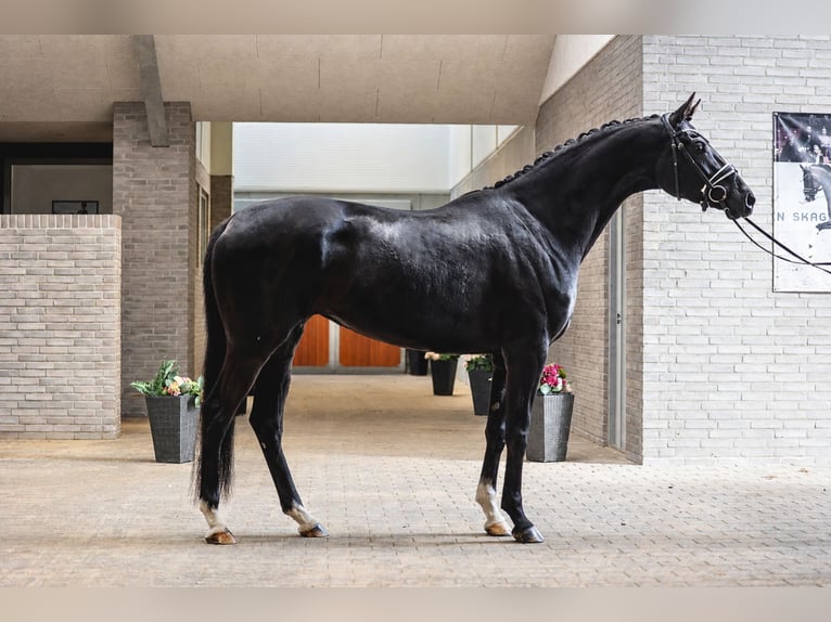 Warmblood danés Yegua 4 años 170 cm Negro in Asperup