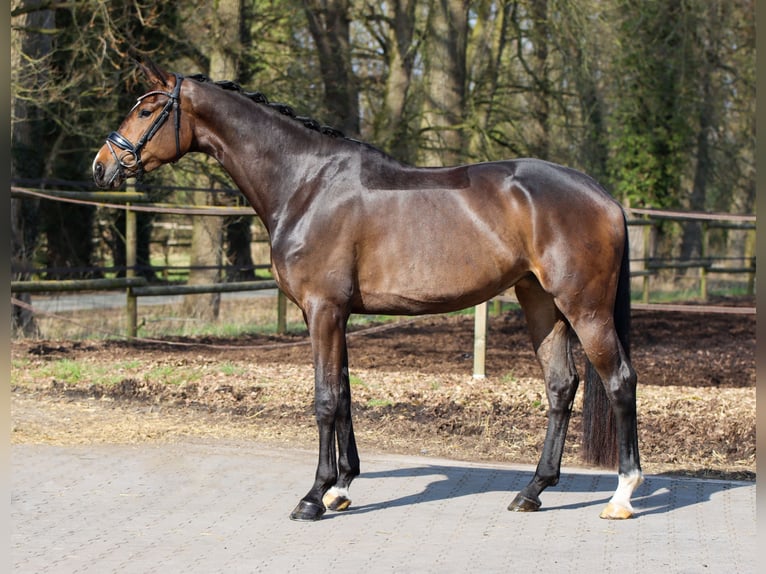 Warmblood danés Yegua 4 años 174 cm Castaño oscuro in Lienen