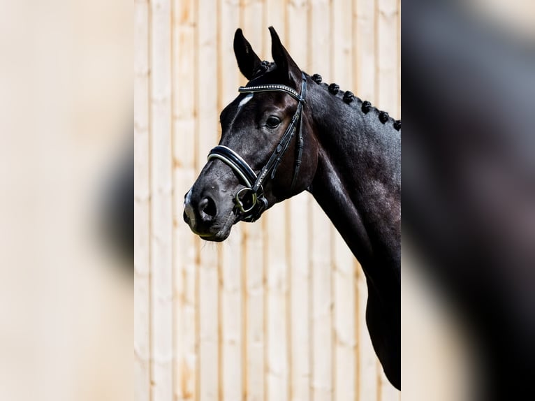 Warmblood danés Yegua 4 años 175 cm Negro in Hørsholm