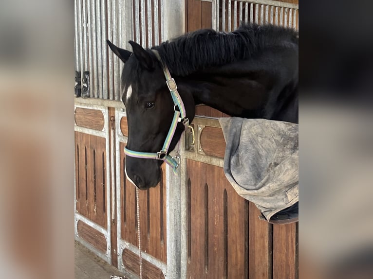 Warmblood danés Yegua 4 años 175 cm Negro in Hørsholm