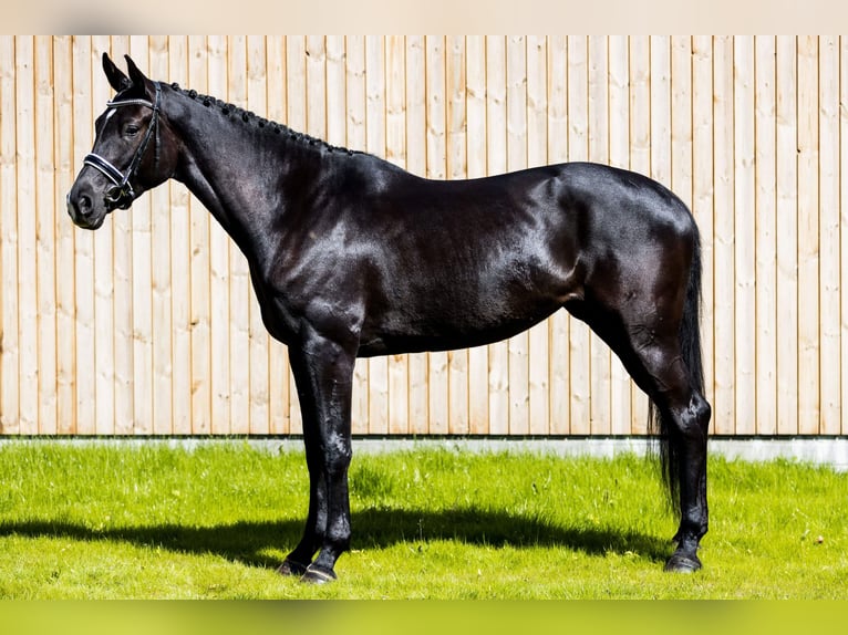 Warmblood danés Yegua 4 años 175 cm Negro in Hørsholm