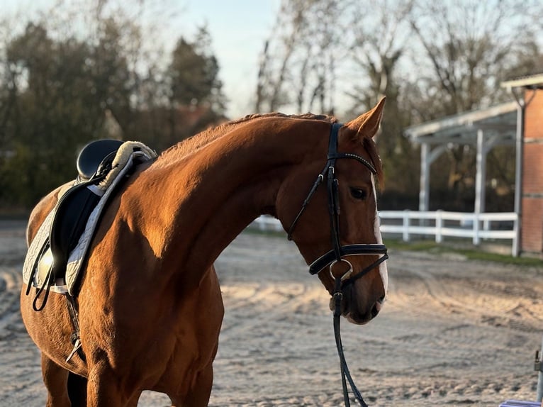 Warmblood danés Yegua 4 años Alazán-tostado in Verden (Aller)