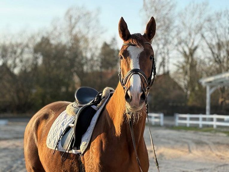 Warmblood danés Yegua 4 años Alazán-tostado in Verden (Aller)