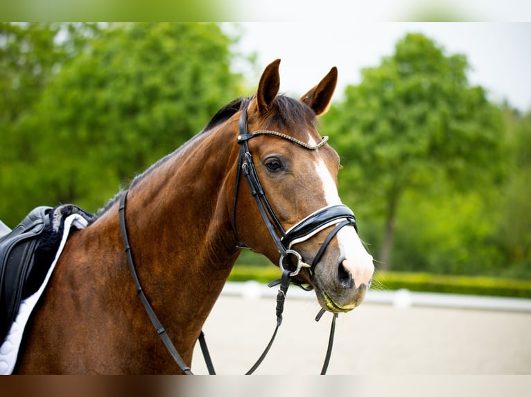 Warmblood danés Yegua 5 años 167 cm Castaño in Ringk&#xF8;bing
