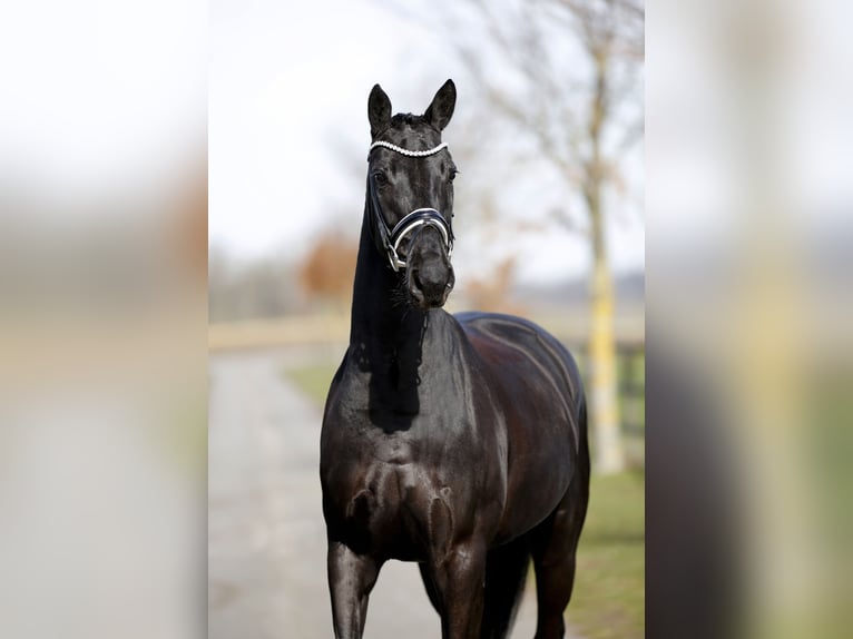 Warmblood danés Yegua 5 años 167 cm Negro in Diepholz