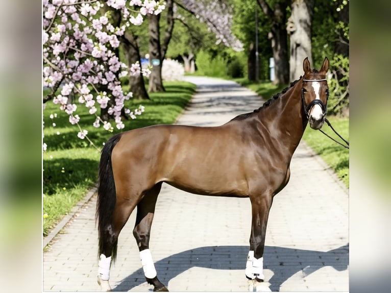 Warmblood danés Yegua 5 años 172 cm Castaño in Warendorf