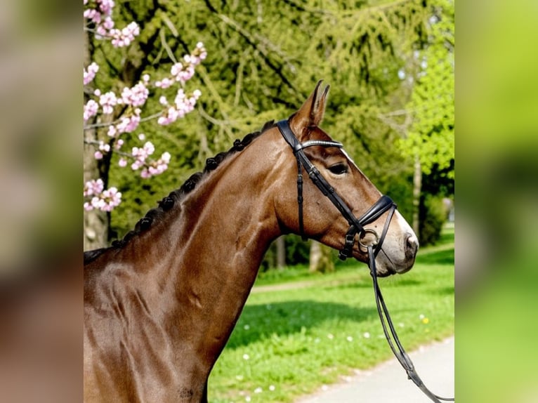 Warmblood danés Yegua 5 años 172 cm Castaño in Warendorf