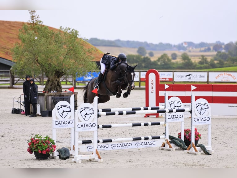 Warmblood danés Yegua 6 años 168 cm Negro in Kalundborg