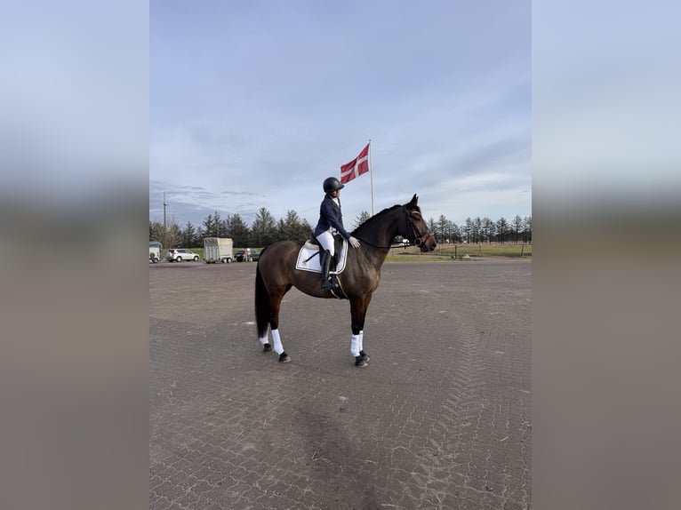 Warmblood danés Yegua 6 años 169 cm Castaño rojizo in Bramming