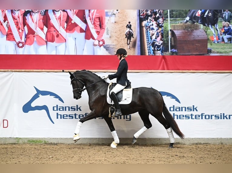 Warmblood danés Yegua 6 años 170 cm Negro in Løgstør