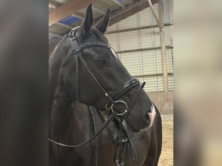 Warmblood danés Yegua 6 años 170 cm Negro in Kværndrup