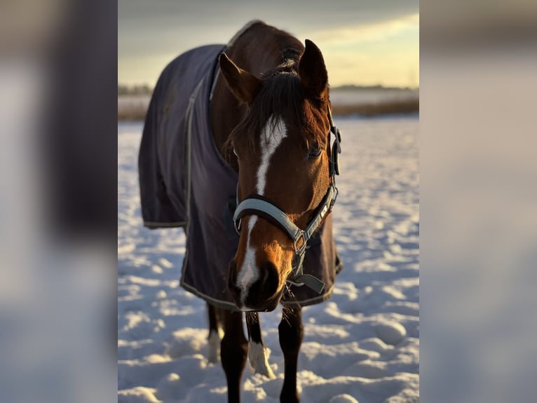 Warmblood danés Yegua 7 años 164 cm Castaño in Otterup