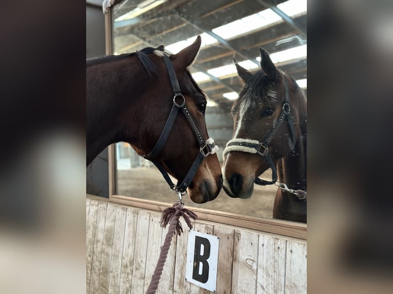 Warmblood danés Yegua 7 años 164 cm Castaño in Otterup