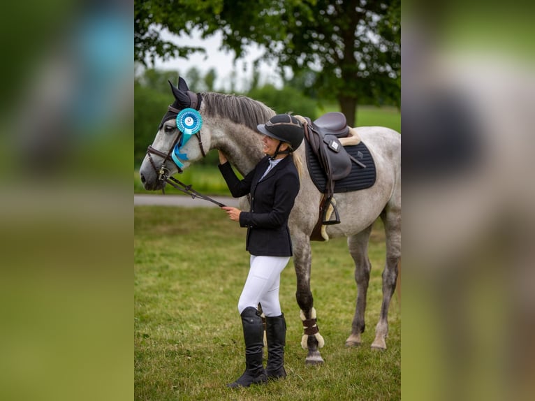 Warmblood danés Yegua 7 años 169 cm Tordo in Bramming