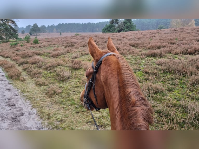 Warmblood danés Yegua 7 años 176 cm Alazán in Scharnebeck